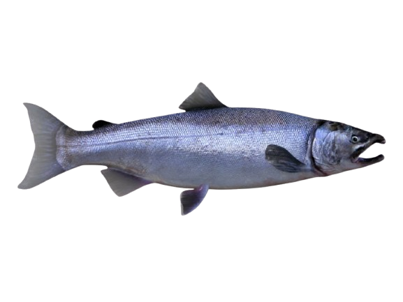 Chinook salmon: The King