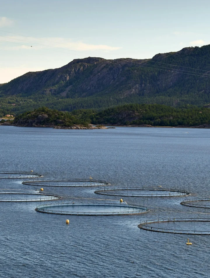 What is salmon farming?