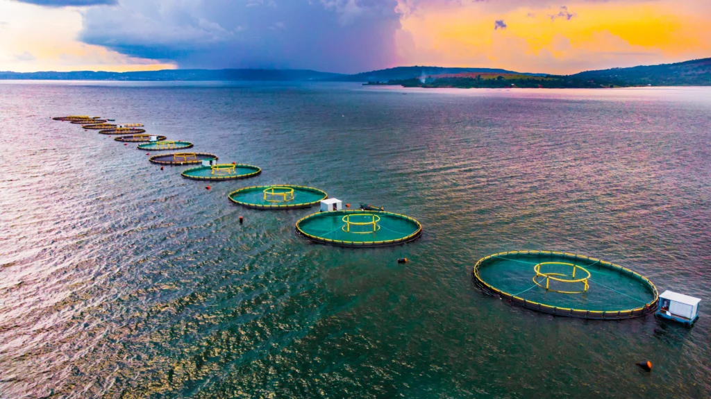 What is salmon farming