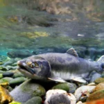 Wild-Alaskan-Salmon-1