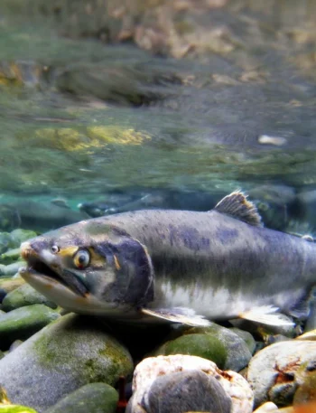 Wild-Alaskan-Salmon-1