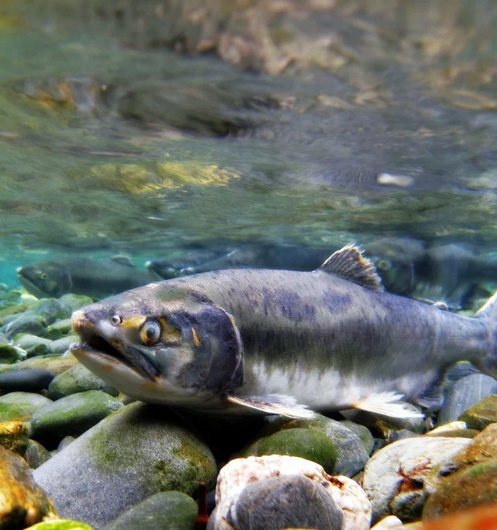 Wild-Alaskan-Salmon-1