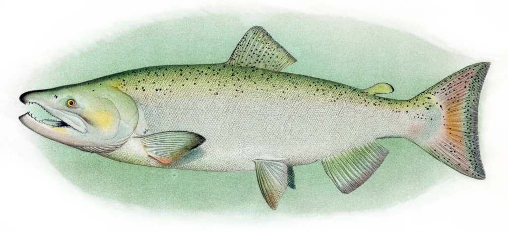 Chinook salmon: The King