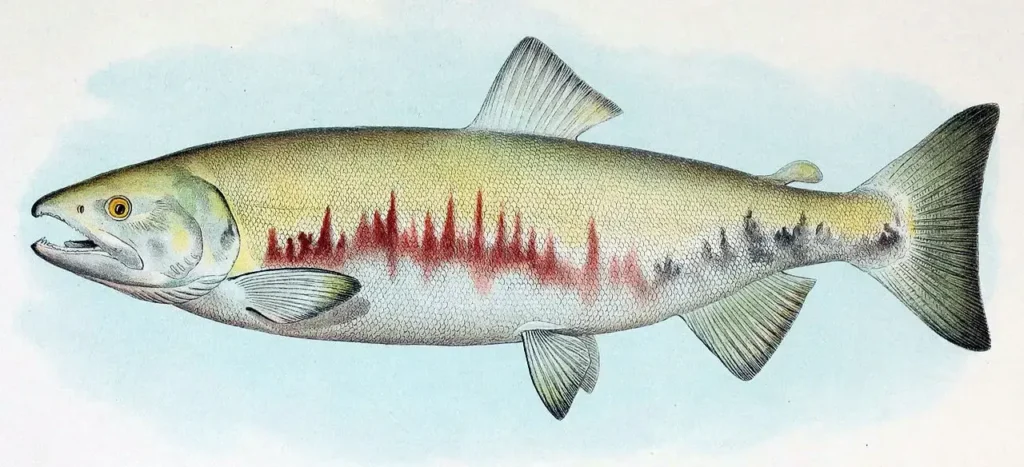 Salmon different colors