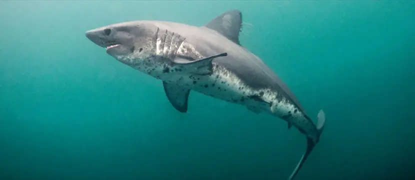 Salmon Shark