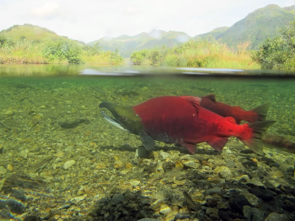 Sockeye salmon" The Red