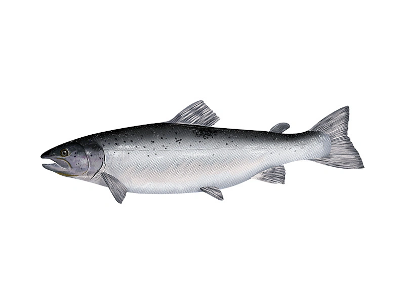 Atlantic salmon