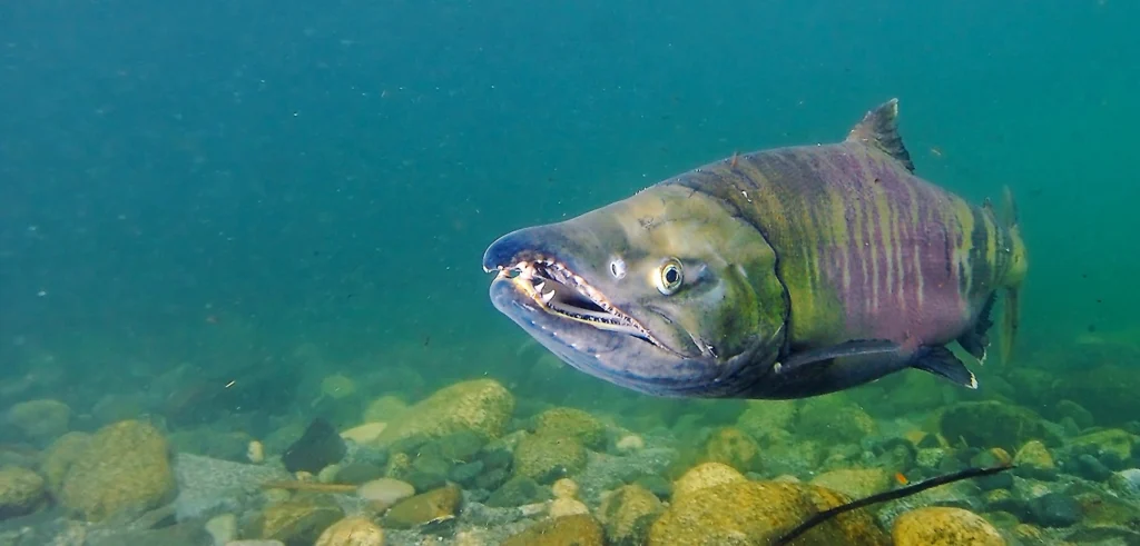 Chum salmon: The underdog