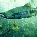 Chum salmon: The underdog