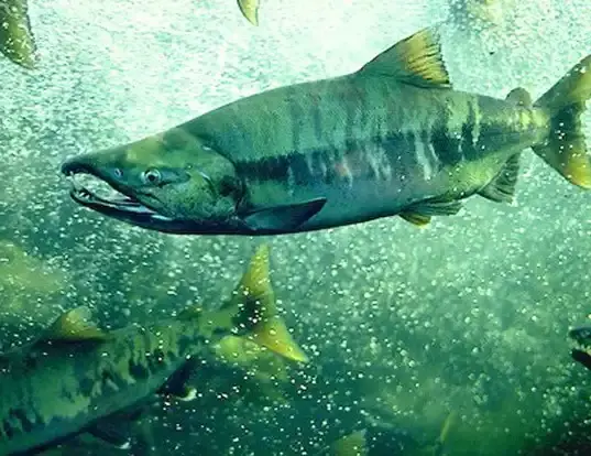 Chum salmon: The underdog