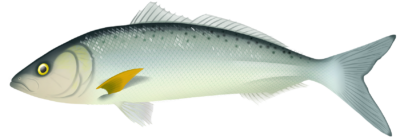 What Are Some Interesting Facts About Australian Salmon? Here is The Complete Guide.