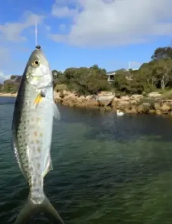 What Are Some Interesting Facts About Australian Salmon?