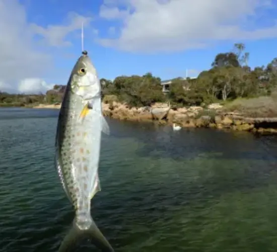 What Are Some Interesting Facts About Australian Salmon?