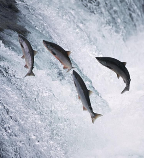 16 Mind-Blowing Facts About Salmon You Never Knew!