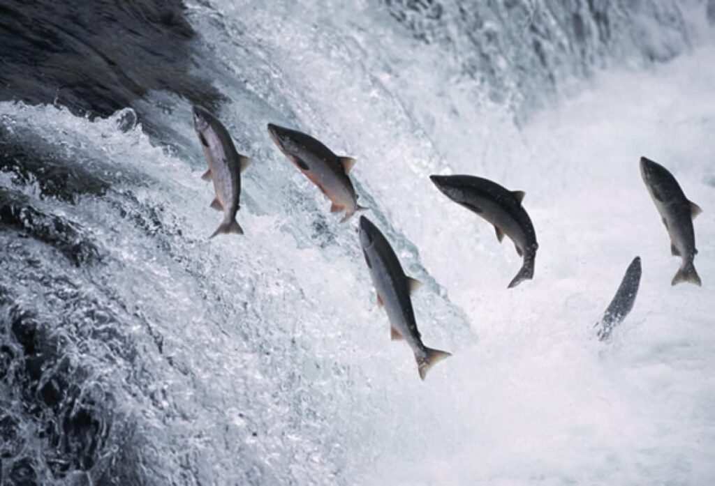16 Mind-Blowing Facts About Salmon You Never Knew!