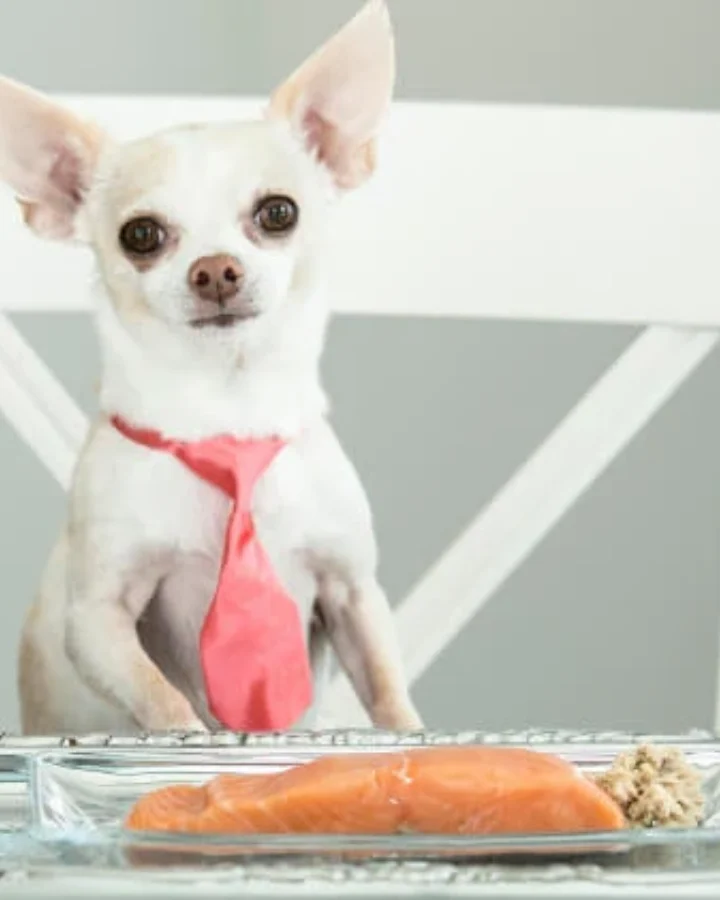 freeze-dried salmon